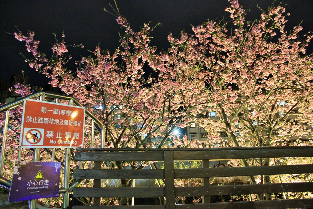 臺北櫻花季 | 東湖樂活公園夜櫻粉紅風暴,河畔櫻花林越夜越浪漫