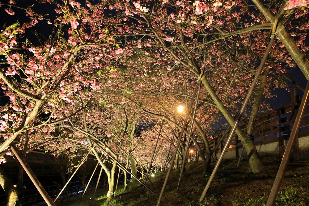 讓原本粉紅的櫻花增添了點微醺感覺, 很幸運今晚來賞夜