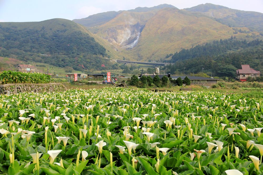 阳明山竹子湖海芋季 | 季节限定色!浪漫白色海芋花田美丽盛开中