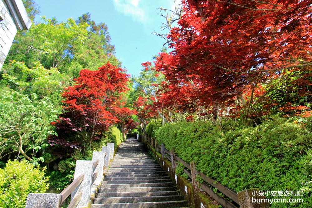 宜蘭紅葉季 宜蘭太平山莊紅葉隧道 夏季超美火紅紫葉槭韻染翠綠山嵐 小兔小安 旅遊札記