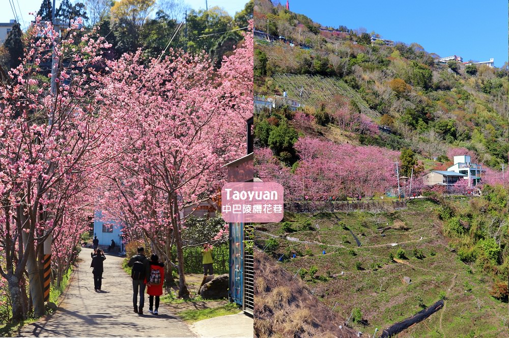 桃園 免門票賞櫻地點 中巴陵櫻木花道昭和櫻七成開 粉紅櫻花隧道