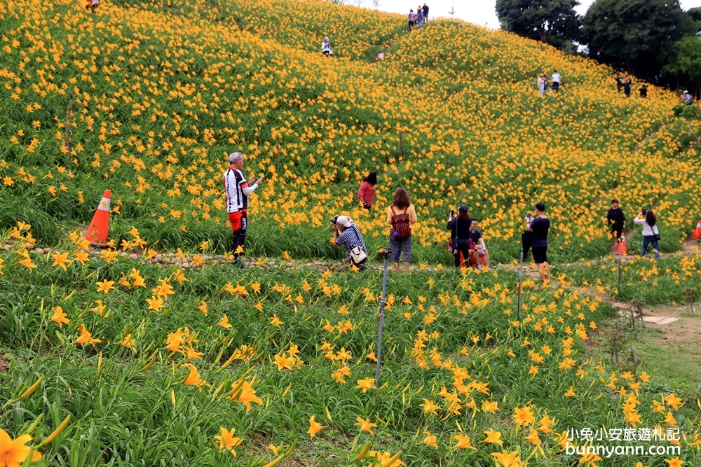 彰化景點 花壇金針花 虎山巖金針花3萬株金針花齊力綻放 不用跑花東就能賞金針花