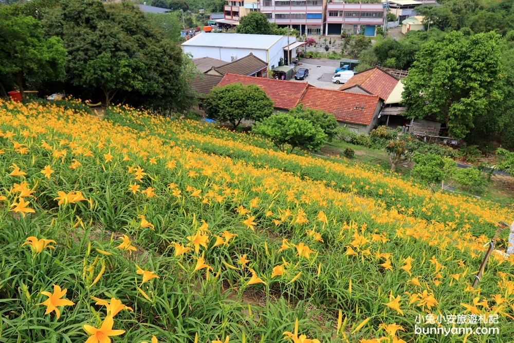 彰化景點 花壇金針花 虎山巖金針花3萬株金針花齊力綻放 不用跑花東就能賞金針花