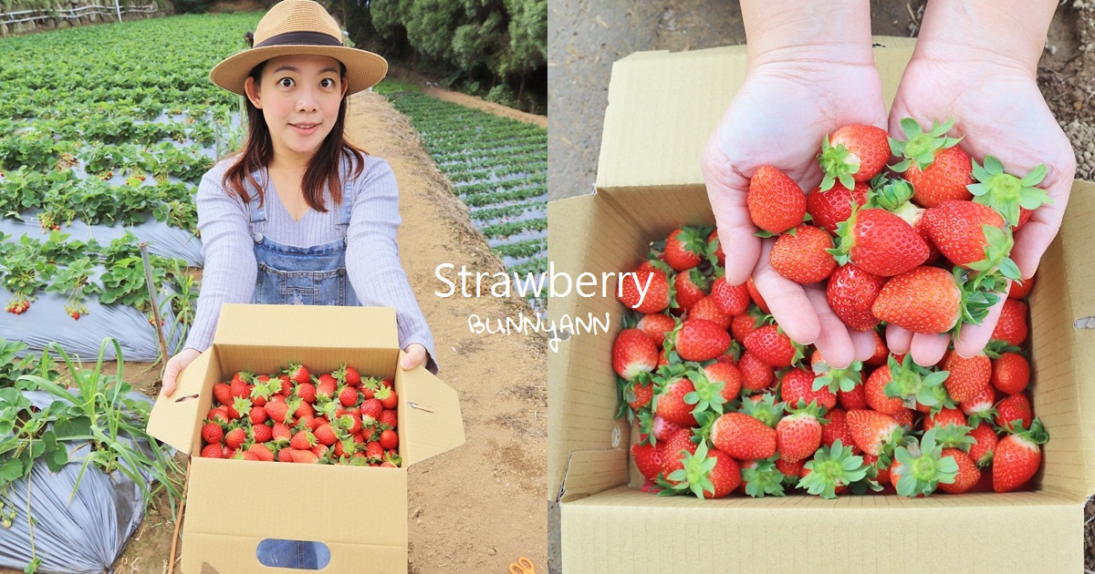 苗栗景點 大湖草莓季 馬拉邦山金鑽草莓園 蘋果草莓好甜